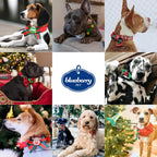 Christmas Holly Adjustable Dog Collar with Bowtie - Dog Collars for Small Dogs, Holiday Dog Collars, Christmas Collar for Dogs - Small Dog Collars for Female Dogs, 12-16" Neck